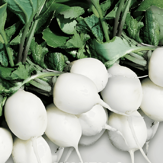 Round White Radish Seeds Raphanus Sativus Tondo Bianco