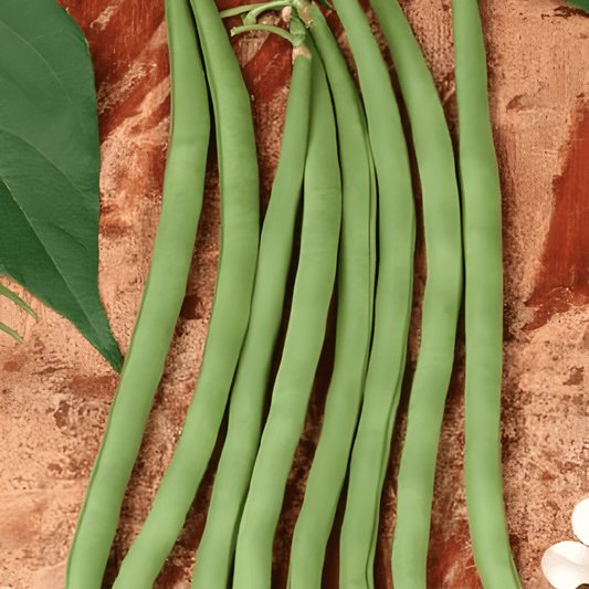 Green Bean Sonata Seeds Phaseolus Vulgaris Early Disease Resistant