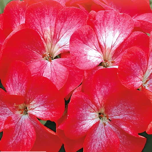 Pelargonium F1 Bright Eyes Red White Flower Seeds