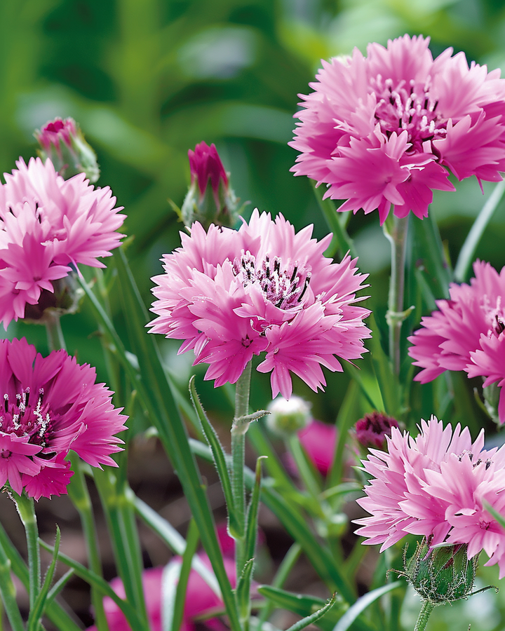 Cornflower Seeds Centaurea Cyanus Pink Ball Annual Flowers