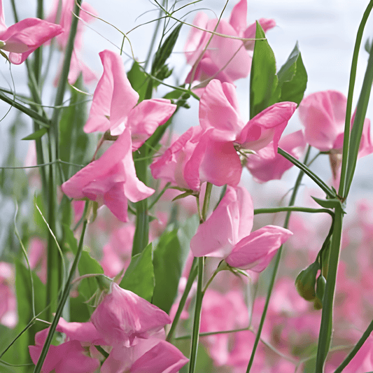 Sweet Pea Royal Family Pink Seeds Lathyrus Odoratus