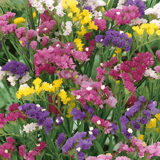 Statice Seeds Limonium Sinuatum Lamsoor Pacific Mixed Annual