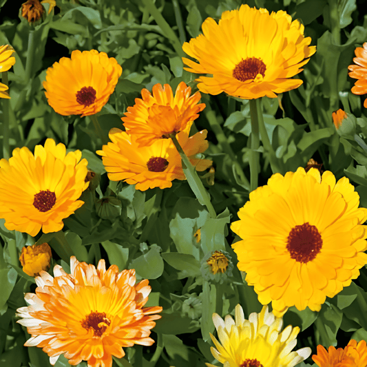 Calendula Officinalis Touch Of Red Mix Calendula Seeds