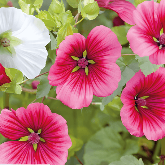 Mallow Seeds Malope Trifida Large-Flowered Mixed Trechtermalva