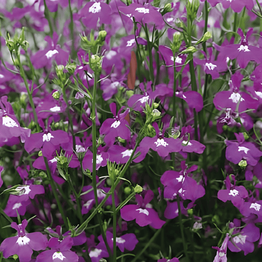 Hanging Lobelia Sapphire Blue Seeds Lobelia Erinus Pendula