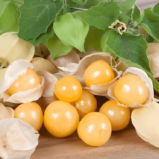 Ground Cherry Seeds Physalis Pruinosa Compact Early Fruiting Variety