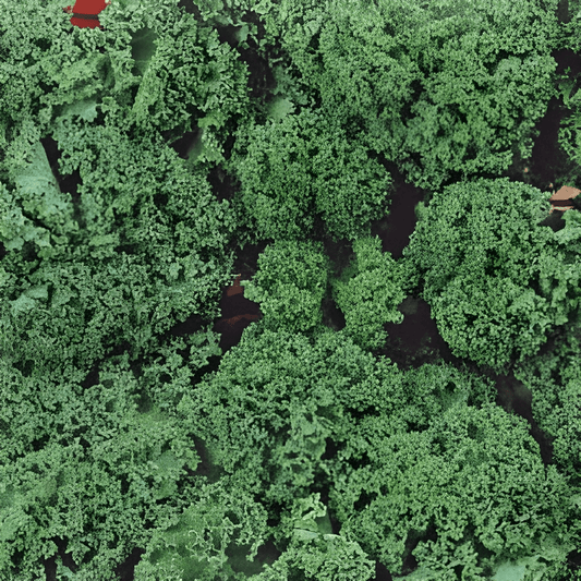 Kale Westland Autumn Seeds Brassica Oleracea Vegetable Variety