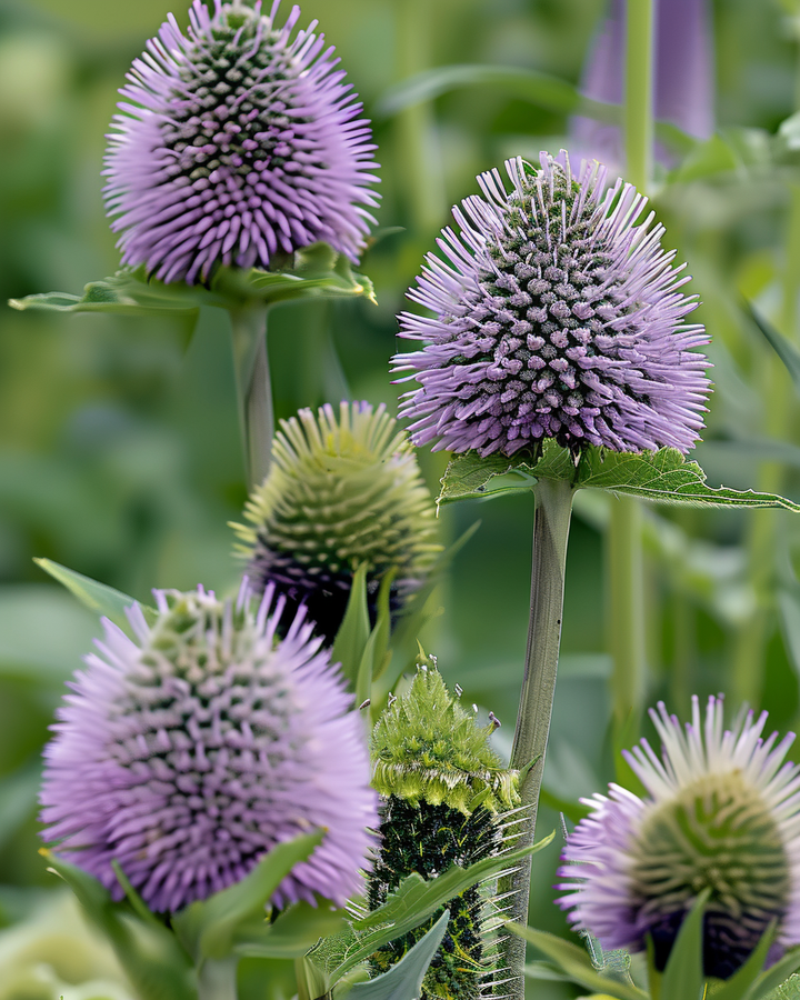 Dipsacus Seeds Dipsacus Sativus Biennial Nectar Flower Seeds