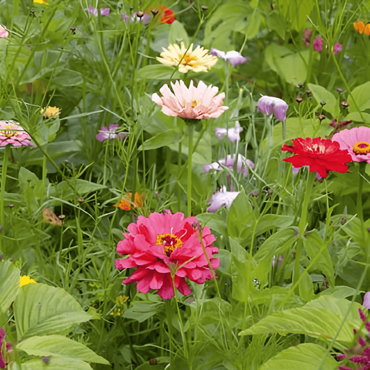 Cut Flower Mix Seeds Cut Flowers Annual Mixture