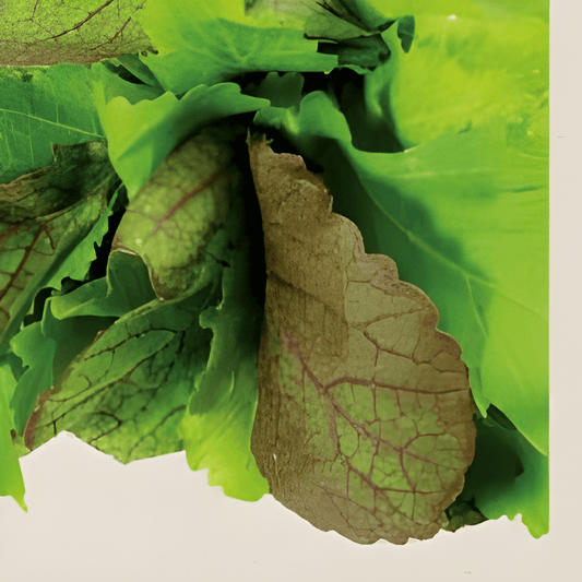 Organic Asian Mesclun Seeds Brassica Juncea Vegetable Mix