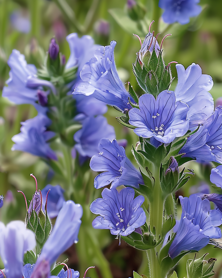 Viper's Bugloss Seeds Echium Plantagineum Blue Bedder Annual