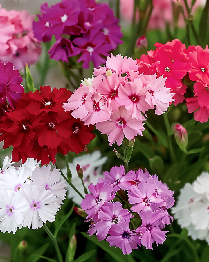 Dianthus Seeds Single-flowered Mixed Annuals Dianthus Barbatus