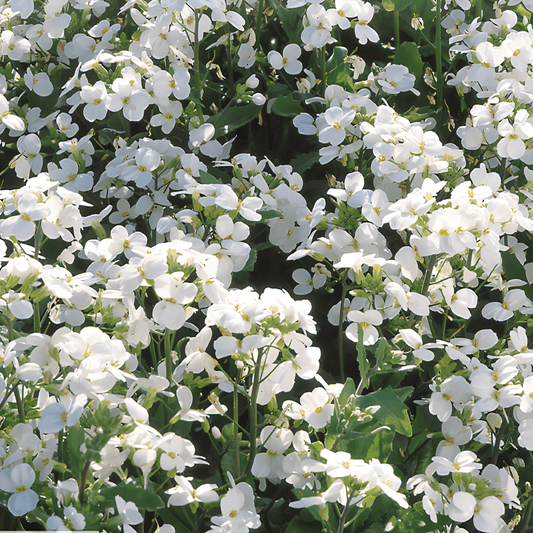 Arabis Snowball Seeds Arabis Alpina Compact Early Spring Flowers