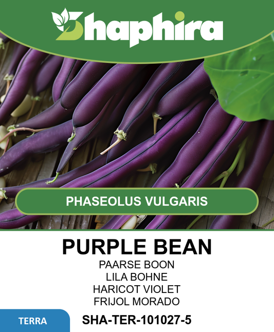 Purple Queen Pole Beans Seeds Phaseolus Vulgaris 100 Grams