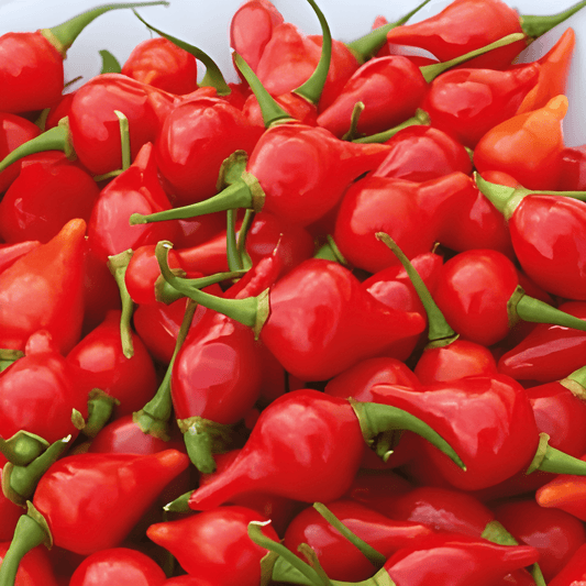 Biquinho Pepper Seeds Capsicum Chinense Sweet Red Fruits