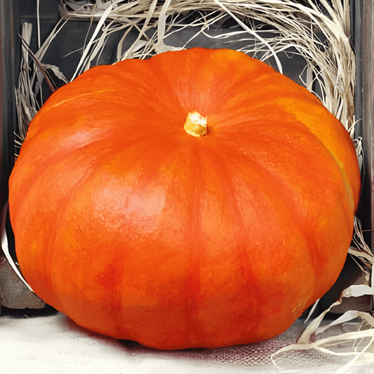 Red Of Etampes Pumpkin Seeds Cucurbita Maxima Variety