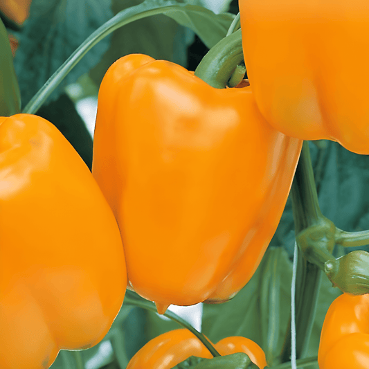 Orange Horizon Pepper Seeds Capsicum Annuum Sweet Compact Variety
