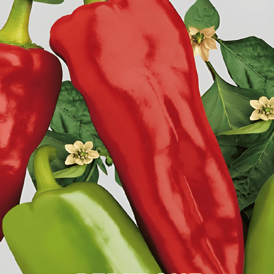Sweet Italian Bell Pepper Seeds Capsicum Annuum L. Variety