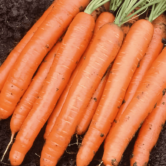 Summer Carrot Seeds Daucus Carota Amsterdam Batch 2 Variety