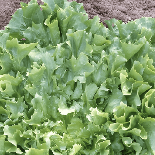 Endive Broadleaf Volhart Winter Seeds Cichorium Endivia Vegetable