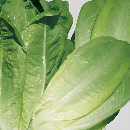 Butter Lettuce Seeds Lactuca Sativa L Four Seasons Variety