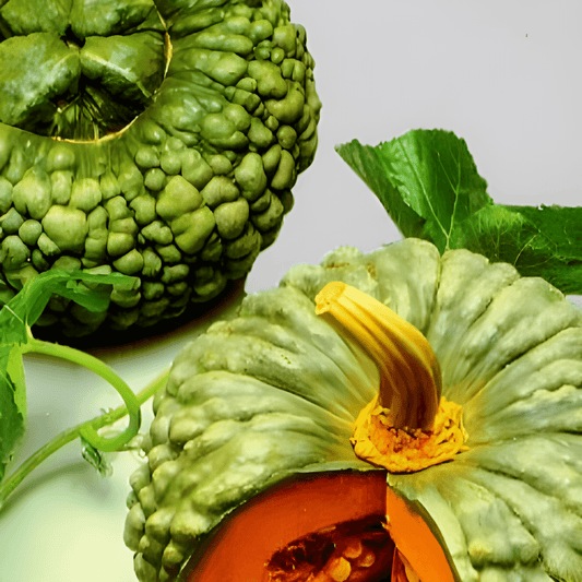 Marina Di Chioggia Pumpkin Seeds Cucurbita Maxima Winter Variety