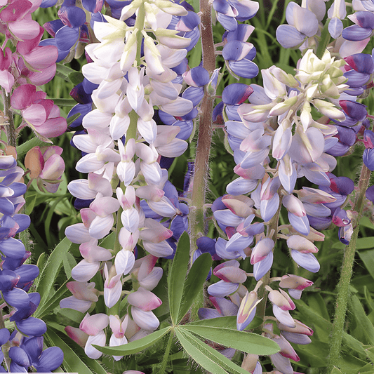 Lupine Seeds Mixed Pastel Colors Lupinus Hartwegii Annual Flowers