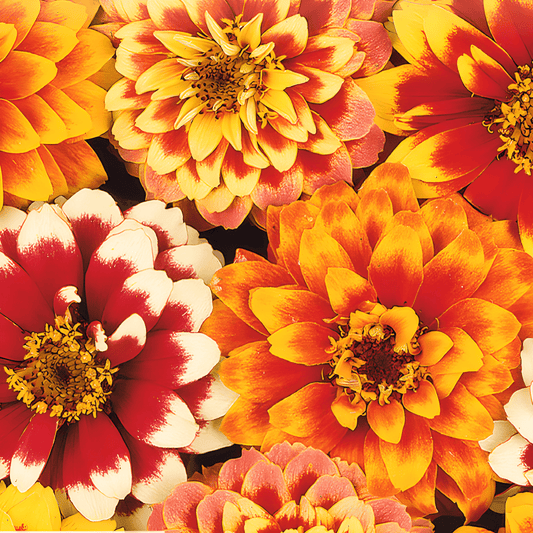 Zinnia Persian Carpet Seeds Zinnia Haageana Bicolored Annual Flowers