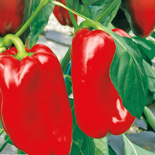 Paprika Solero F1 Seeds Capsicum Annuum Early Strong Variety