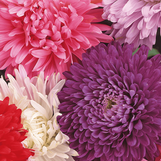 Summer Aster Seeds Callistephus Chinensis Queen Of The Halls Mixed