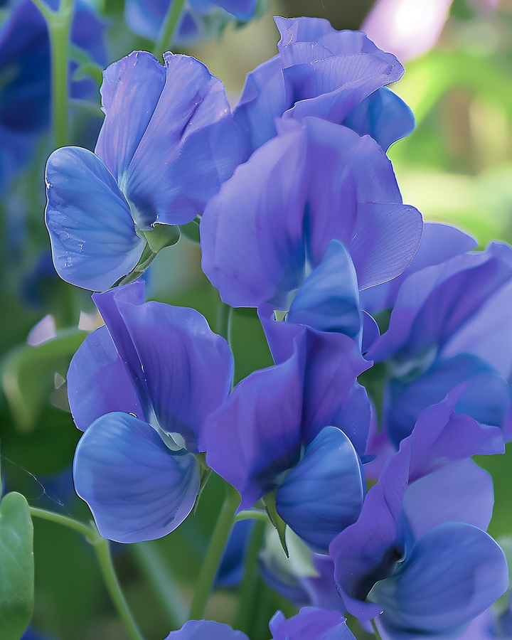 Sweet Pea Royal Family Seeds Lathyrus Odoratus Blue Fragrant Flowers