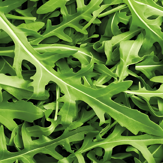 Wild Arugula Seeds Diplotaxis Tenuifolia Spicy Nutty Flavor