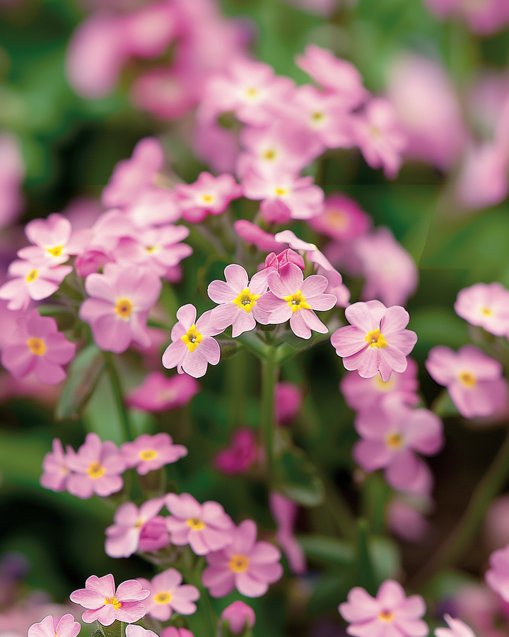 Forget-me-not Seeds Myosotis Alpestris Victoria Rose Pink