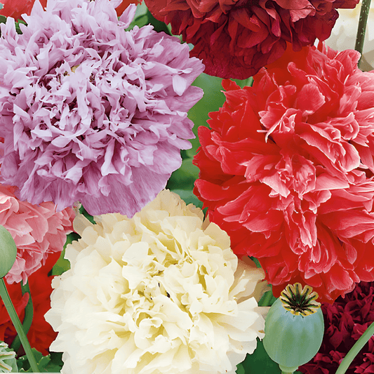 Poppy Mixed Sleepball Seeds Papaver Paeoniflorum Annual Flowers