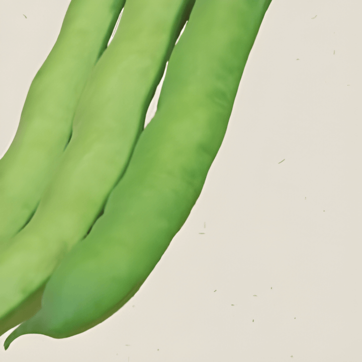 Organic Broad Bean Seeds Vicia Faba White Flower Variety