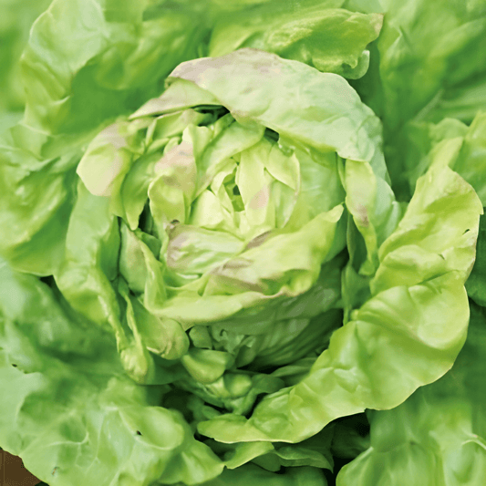 Butterhead Lettuce Seeds Lactuca Sativa Meikoningin Variety