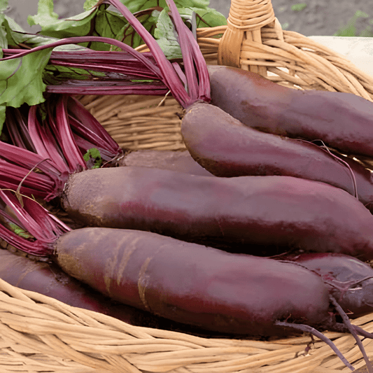 Cylindra Beet Seeds Beta Vulgaris Dark Red Vegetable Seeds