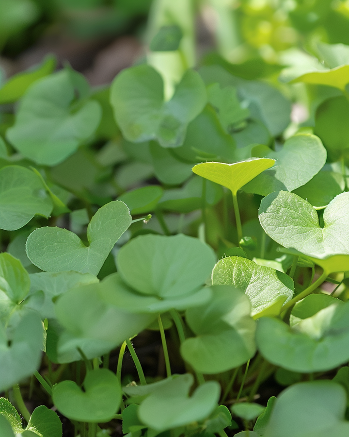 Watercress Seeds Nasturtium Officinale Peppery Herb Seeds
