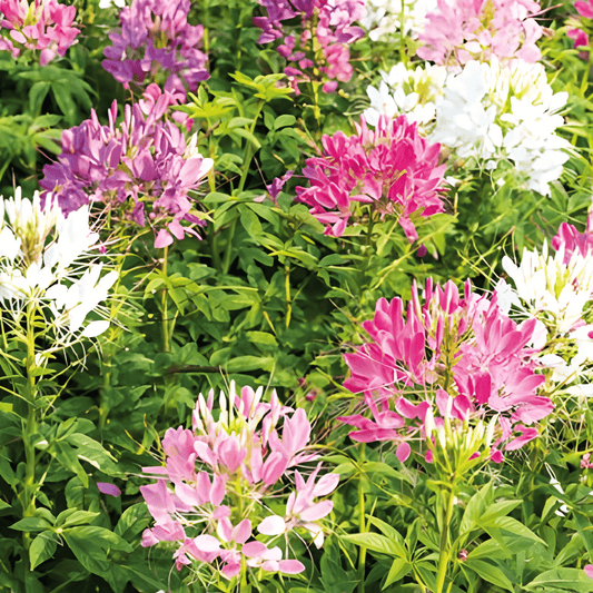 Cleome Spider Flower Seeds Cleome Hassleriana Colour Fountain Mix