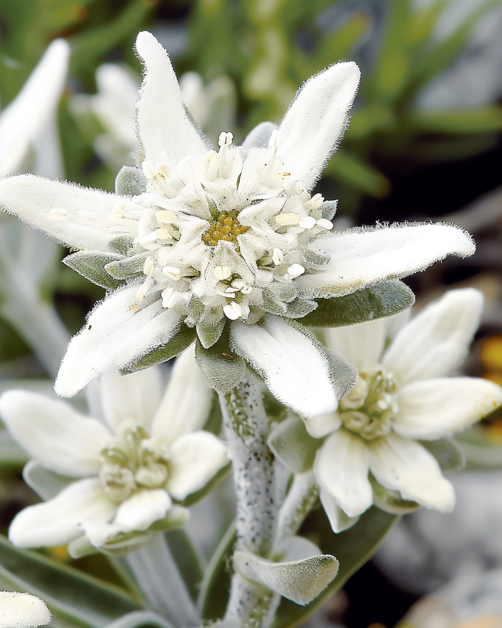Edelweiss Seeds Leontopodium Alpinum Alpine Flower Perennial Seeds