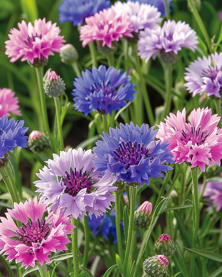 Cornflower Polka Dot Seeds Centaurea Cyanus Annual Flowers