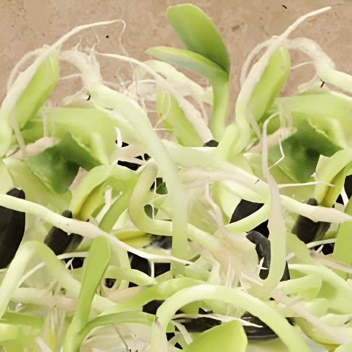 Organic Sprouting Sunflower Seeds Helianthus Annuus For Microgreens