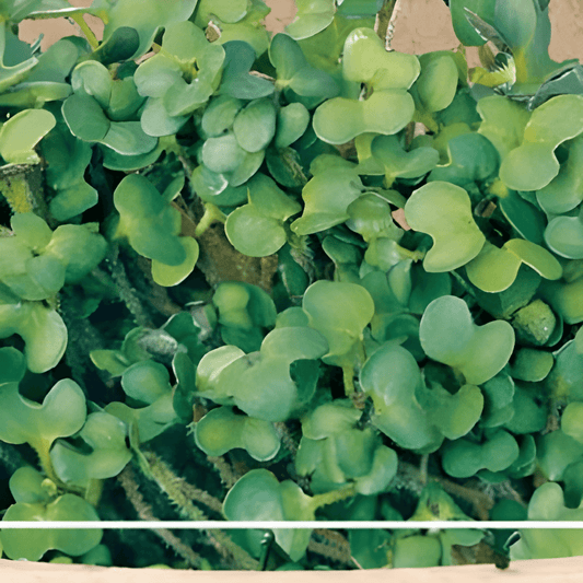 Organic Mustard Cress Sprouts Seeds Sinapis Alba Spicy Flavor