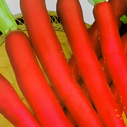 Candela Di Fuoco Radish Seeds Raphanus Sativus Long Red Roots