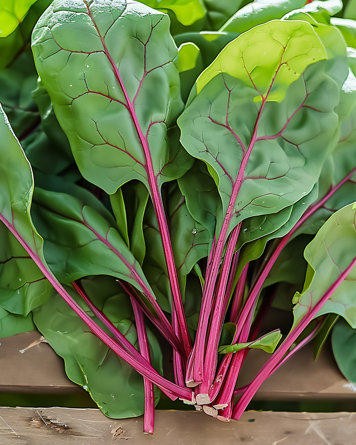 Red Kitten Spinach Seeds Spinacia Oleracea Vegetable Seeds