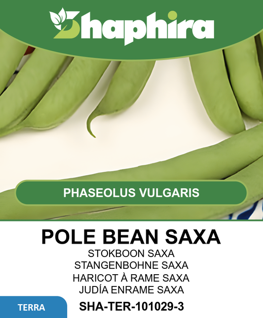 Pole Beans Saxa Seeds Phaseolus Vulgaris High Yield Variety