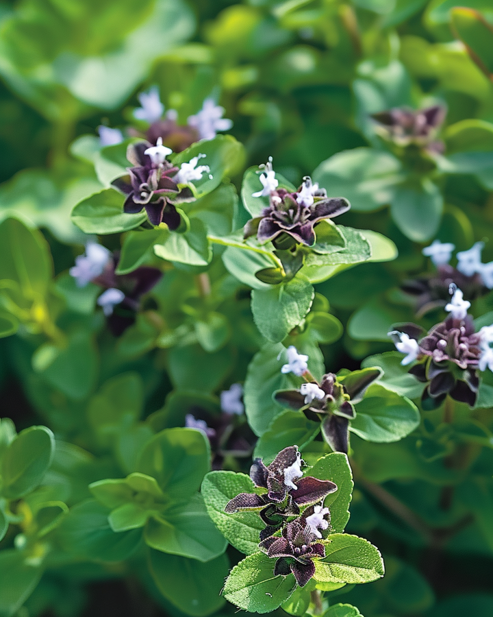 Marjoram Seeds Origanum Vulgare Herb Culinary Use