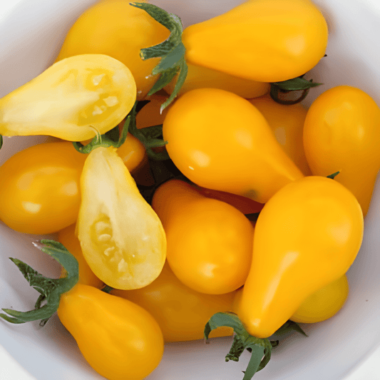 Yellow Pearshaped Tomatoes Seeds Solanum Lycopersicum Variety