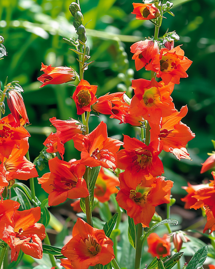 Delphinium Fox Orange-red Seeds Delphinium Nudicaule Vibrant Flowers