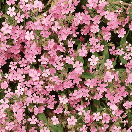 Soapwort Seeds Saponaria Ocymoides Perennial Pink Flowers